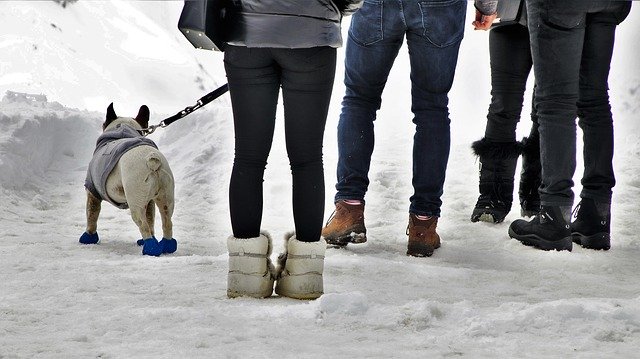promenade-chien-en-hiver